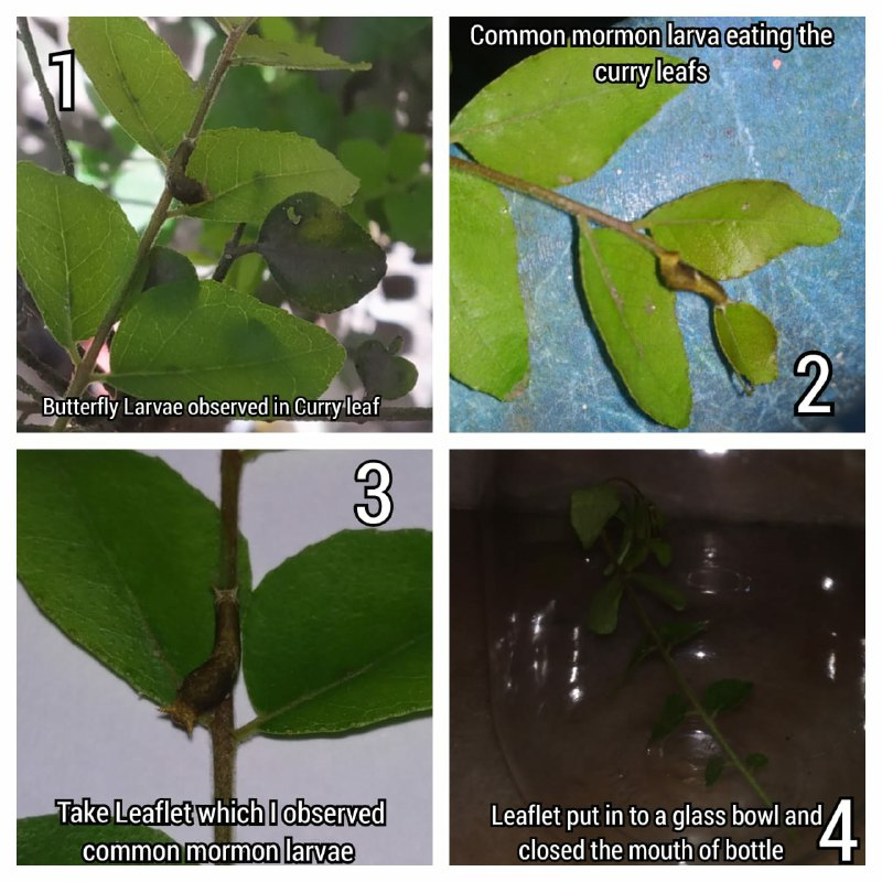 Studying life cycle of Common mormon butterfly at home lab in Kerala