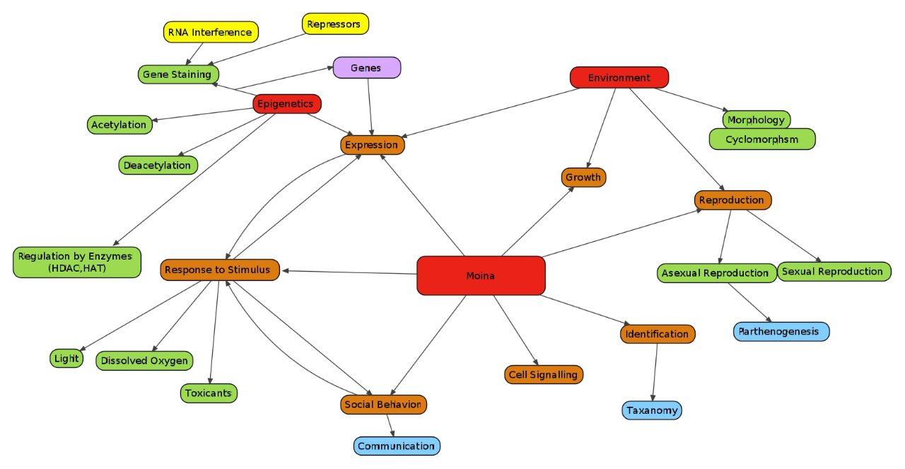 Concept map on Moina model by CUBE participants