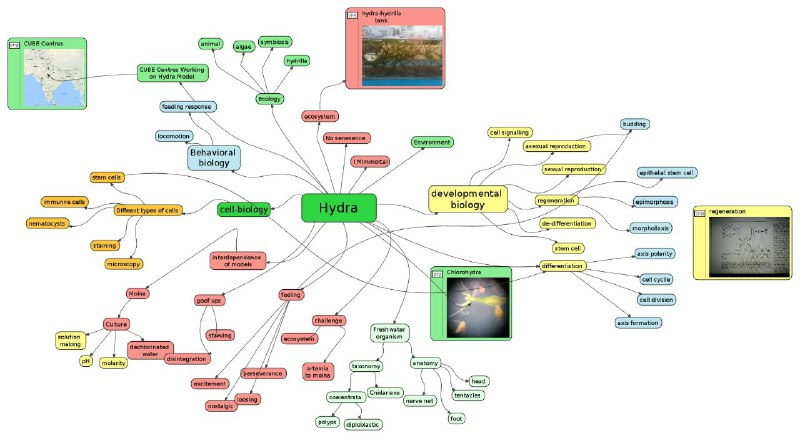 Concept map on Hydra model by CUBE participants